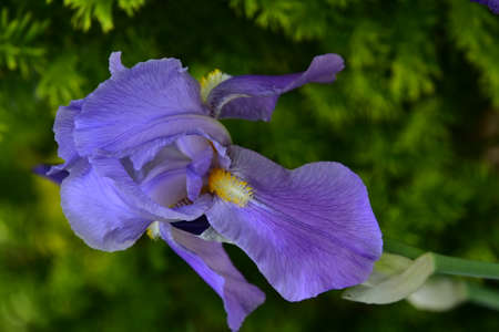 iris very nice colorful spring garden flower close upの写真素材