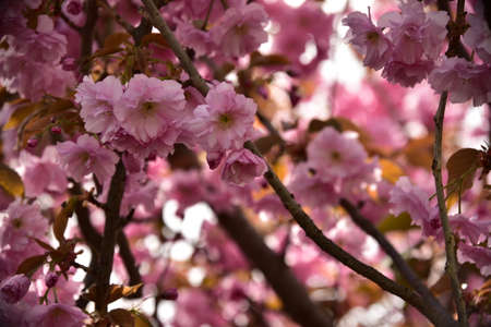 japanese cherry very pretty colorful tree blossoms close up
