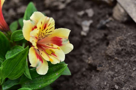 alstroemeria very pretty colorful flower close upの写真素材