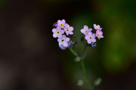 garden spring colorful flower close upの写真素材