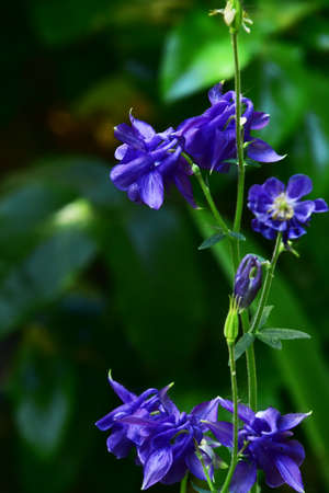 garden colorful spring flower very nice litlle plant in the sunshineの写真素材