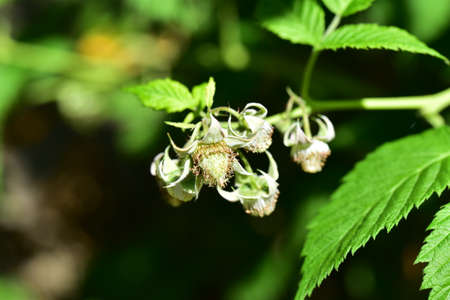green raspberry fruit in my garden close upの写真素材