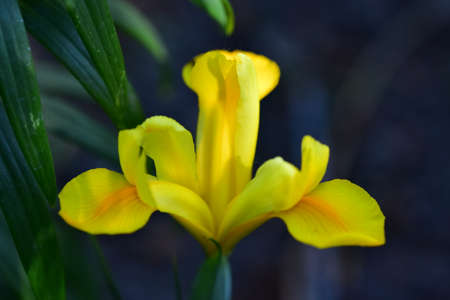 iris beautiful yellow garden flower close up