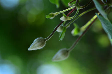bud spring garden flower close upの写真素材