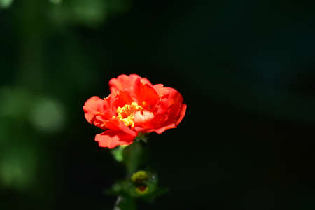 garden colorful flower close up in my gardenの写真素材