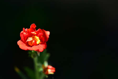 garden colorful flower close up in my gardenの写真素材