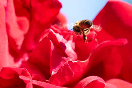 beetle very little animals close up on the flower
