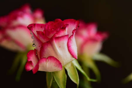 rose very nice colorful garden flower close upの写真素材