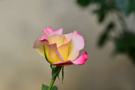 bud rose colorful flower close upの写真素材