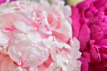 macro photo of colorful peony spring garden flower close upの写真素材