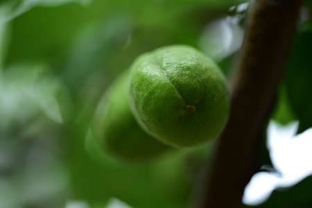 green apricot fruit close up in my garden