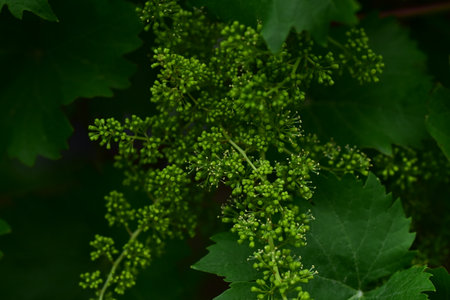green grappe in my garden close up
