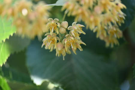 linden flowering tree close up in my garden