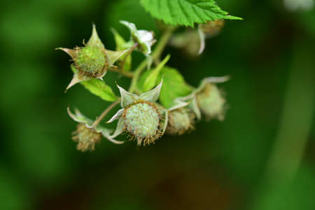 raspberry green fruit close up in my garden