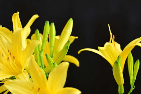 yellow lilly garden flower close up in the sunshine