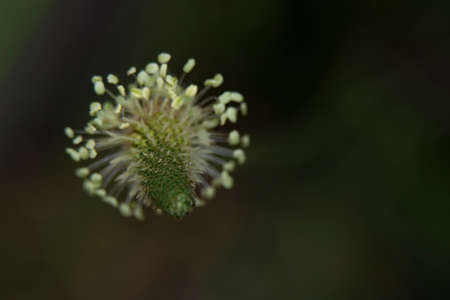 little colorful flower close up in my garden