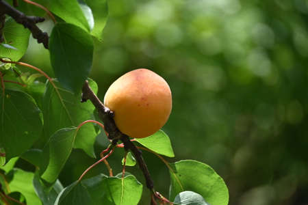 apricot fruit ripen on the tree in my gardenの写真素材