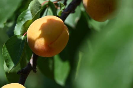 macro photo of ripen apricot fruit  close up