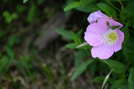 oleander very pretty pink garden flower close upの写真素材