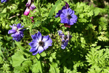blue garden flower close up in the sunshineの写真素材