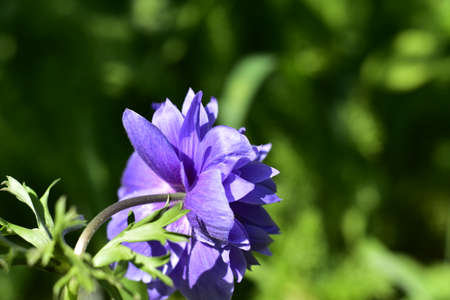 blue garden flower close up in the sunshineの写真素材