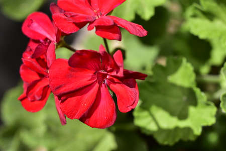 geranium very nice colorful garden flower close up