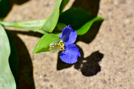 blue very nice colorful garden flower close upの写真素材