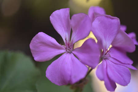 geranium very pretty colorful flower close upの写真素材