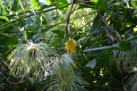 flowering bush in my garden close up in the sunshine