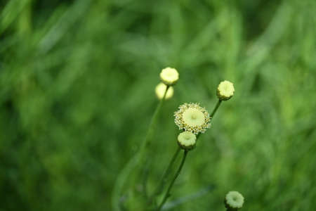 macro phoro of little colorful garden flower close up