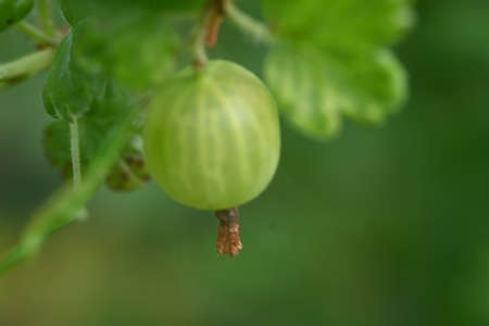 macro photo of gooseberry fruit in my garden very healty foodの写真素材