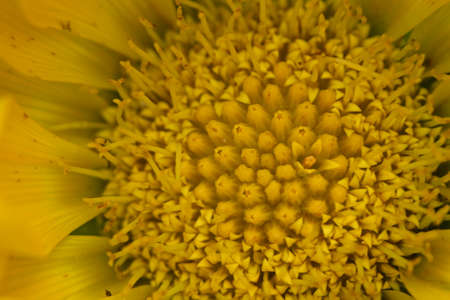 macro photo of sunflower close up
