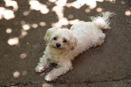 two small dogs in my garden close up
