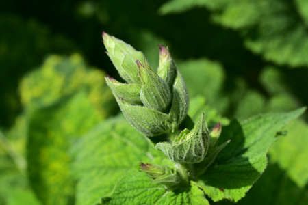 macro photo of bud flower close up in my garden