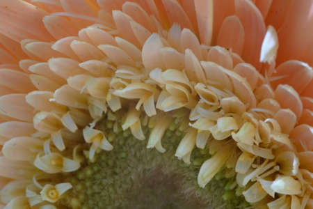 flowering tree in the sunshine close up in my gardenの写真素材