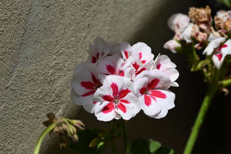 macro photo of colorful geranium flower close up