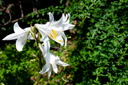 lilly very pretty colorful summer garden flower close up in the sunshineの写真素材