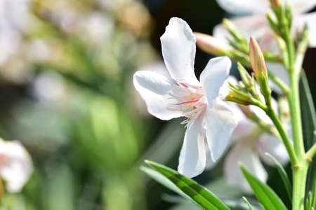 oleander colorful flower in the sunshineの写真素材