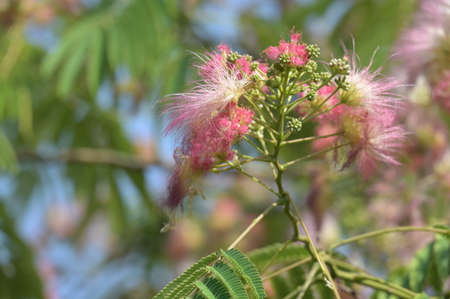 tree blossoms very nice colorful flower close up in the sunshine