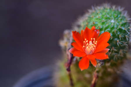 cactus red flower close up in the sunshine  in my gardenの写真素材