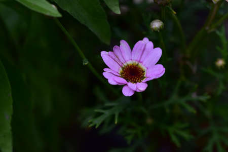 colorful garden flower close up in my garden