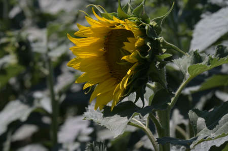 macro photo of colorful sunflower in the sunshine close up