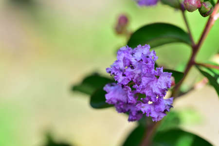 garden flower very nice colorful blossom in the sunshineの写真素材