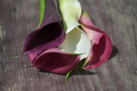 cala flower very nice colorful plant close upの写真素材