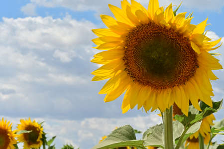 macro photo of colorful sunflower close up in the field in the sunshineの写真素材