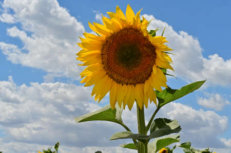 macro photo of colorful sunflower close up in the field in the sunshineの写真素材