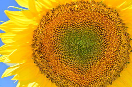 macro photo of colorful sunflower close up in the field in the sunshineの写真素材
