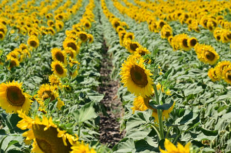 sunflower field in my village in the sunshineの写真素材