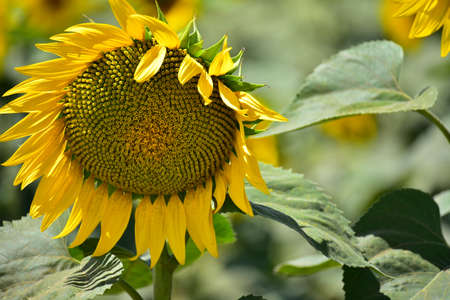 macro photo of colorful sunflower close up in the sunshineの写真素材