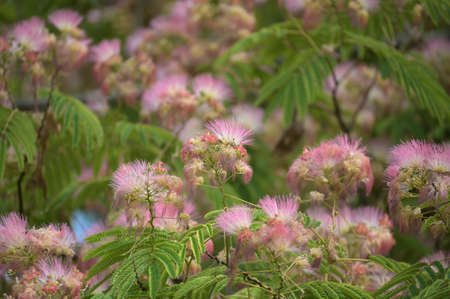 flowering bush and tree in my garden close up